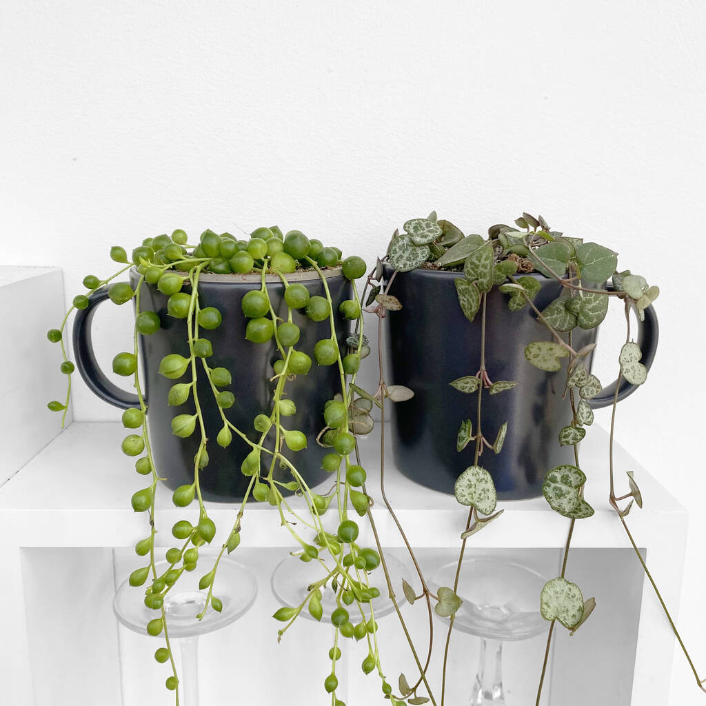 Trailing House Plants String Of Hearts N Pearls In Mugs By Clouds Hill ...