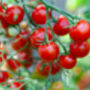 Mixed Tomato Plants Selection Nine X Large Plants, thumbnail 2 of 3