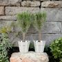 Pair Of Rosemary Tree 45cm In Metal Zinc Planter, thumbnail 2 of 2