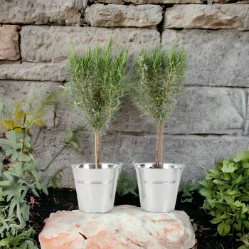 Pair Of Rosemary Tree 45cm In Metal Zinc Planter, 2 of 2