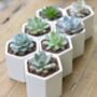 Small Hexagon Plant Pot Choice Of Succulent Or Cacti, thumbnail 1 of 6