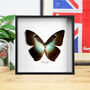 Cisseis Morpho Butterfly Entomology Taxidermy Frame, thumbnail 1 of 3