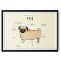 Anatomy Of A Pug Art Print By Sophie Corrigan, thumbnail 2 of 4
