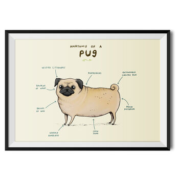 Anatomy Of A Pug Art Print By Sophie Corrigan, 2 of 4