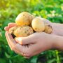 Vegetable Plants Patio Potato Four X 11cm Pots, thumbnail 2 of 8