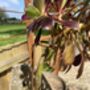 Aeonium Stem Support / Plant Support, thumbnail 6 of 11