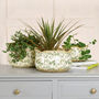 Set Of Three Green Leaf Scalloped Planters, thumbnail 1 of 5