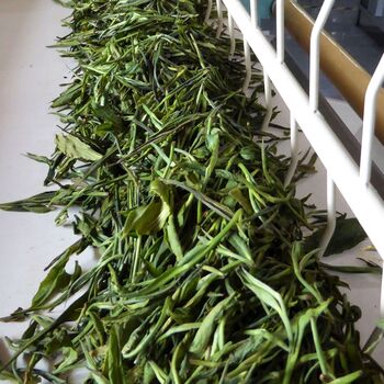 Solar Green Loose Leaf Tea, 6 of 8