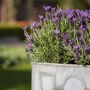 Lavender Plants 'Fathead' Full Plant In A 9cm Pot, thumbnail 6 of 6
