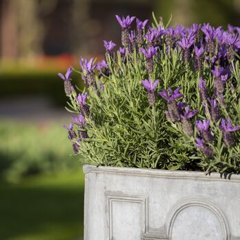 Lavender Plants 'Fathead' Full Plant In A 9cm Pot, 6 of 6