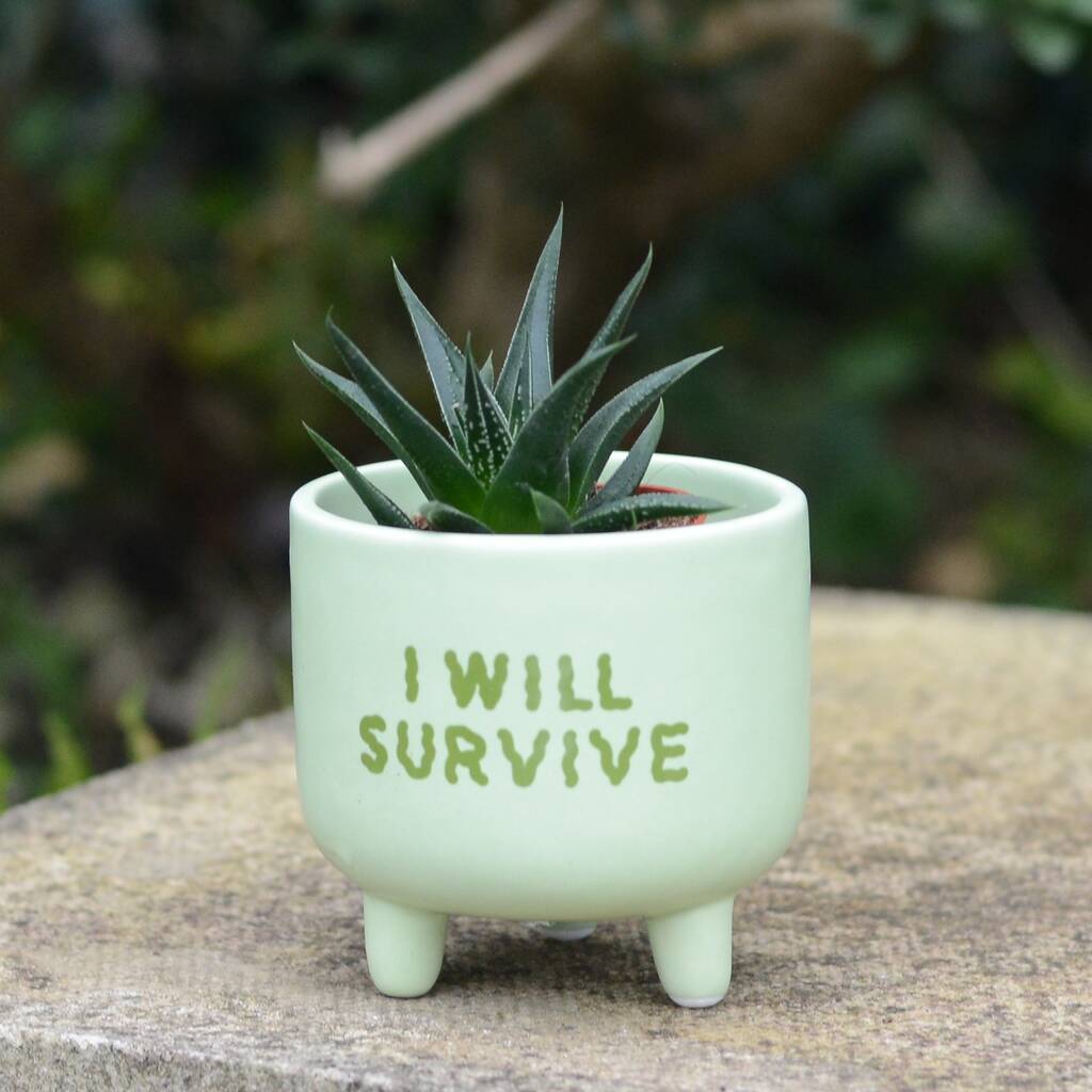 I Will Survive Planter With Choice Of Plant By Dinga Ding