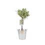 Olive Tree 50 60cm – Mediterranean Garden Plant Gift, thumbnail 2 of 7