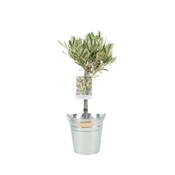 Olive Tree 50 60cm – Mediterranean Garden Plant Gift, 2 of 7