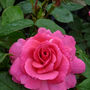 50th Birthday Rose Gift Rose Happy 50th Birthday, thumbnail 1 of 2