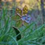 Spring Blooms Daffodil Everlasting Faux Glass Flower, thumbnail 7 of 7