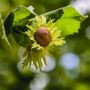 Hazelnut Tree Kentish Cobnut One X 10 L Pot, thumbnail 3 of 8