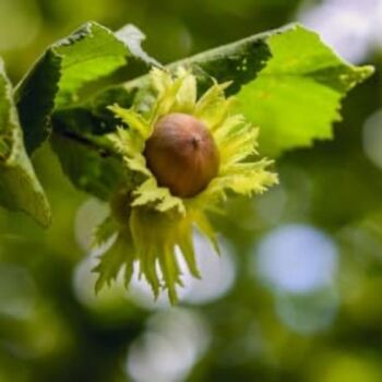 Hazelnut Tree Kentish Cobnut One X 10 L Pot, 3 of 8