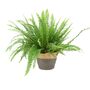 Boston Fern In 17cm Pot – Lush Air Purifying Plant, thumbnail 3 of 5
