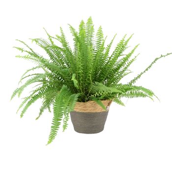Boston Fern In 17cm Pot – Lush Air Purifying Plant, 3 of 5