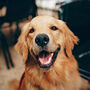 Golden Retriever Notebook, thumbnail 5 of 7