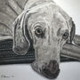 Personalised Pet Portrait In Pastel Pencil, thumbnail 2 of 7