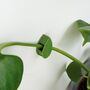 House Plant Climbing Clips, thumbnail 4 of 5