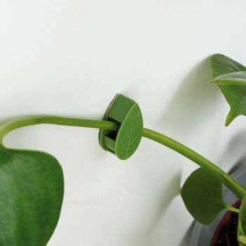 House Plant Climbing Clips, 4 of 5