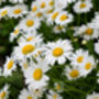 Herb Plants, Chamomile 'Roman' In A One Litre Pot, thumbnail 5 of 7