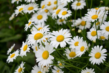 Herb Plants, Chamomile 'Roman' In A One Litre Pot, 5 of 7