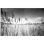 Water Reeds, Thorndon Woodland Photographic Art Print, thumbnail 3 of 4