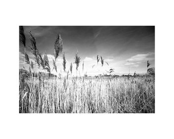 Water Reeds, Thorndon Woodland Photographic Art Print, 3 of 4