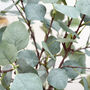 Bouquet Of Faux Eucalyptus, thumbnail 2 of 2