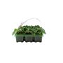 Cyclamen White 6 Pack X2 12 Plants, thumbnail 2 of 3