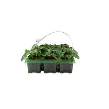 Cyclamen White 6 Pack X2 12 Plants, 2 of 3