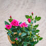 Mini Pink Rose, thumbnail 3 of 3