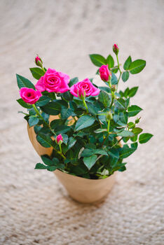 Mini Pink Rose, 3 of 3