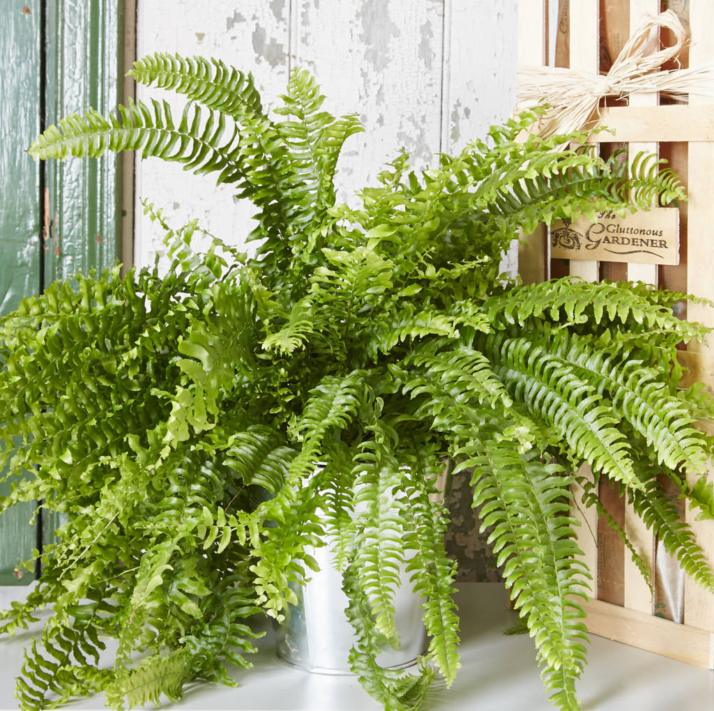 fern house plant by the gluttonous gardener ...