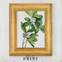 Magnolia Botanical Prints Set Of Two Framed Or Unframed, thumbnail 10 of 11