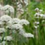 Allium Nigrum – 10 White Allium Bulbs, thumbnail 1 of 3