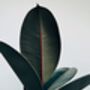 'Ficus Robusta Abidjan' Rubber Plant Houseplant, thumbnail 1 of 5