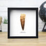 Large Spinosaurus Tooth Box Frame Real Authentic Jurassic Dinosaur Fossil Museum Quality Natural History Interior Design Home Decor Gift Ornament, thumbnail 1 of 5