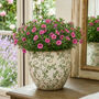 Irina Green Botanical Planter, thumbnail 1 of 6