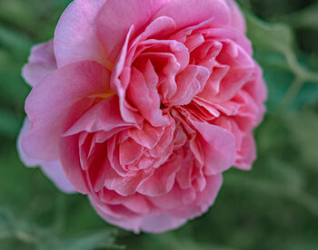 Hybrid Tea Rose 'Amazing Grace' Plant In 5 L Pot, 3 of 4