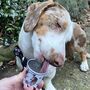 Personalised Heart Pup Cup Birthday Gift For Dog, thumbnail 9 of 12
