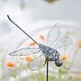 Anax Metal Dragonfly Garden Stake Decoration, thumbnail 1 of 6
