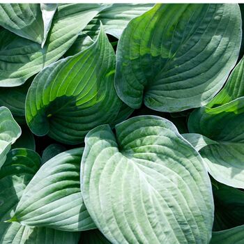 Hosta Plants 'T Rex' One X Full Plant In One Litre Pot, 5 of 5