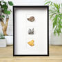 Myriad Meteorite Collection Myriad Meteorite Collection Box Frame Real Authentic Space Meteor Fragment Museum Quality Natural History Interior Design Home Decor Wall Hanging Display Gift Ornament, thumbnail 1 of 4