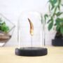 Plesiosaur Tooth Bell Jar Real Authentic Jurassic Dinosaur Fossil Museum Quality Natural History Interior Design Home Decor Display Gift Ornament, thumbnail 1 of 5