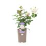 Remember Rose – Fragrant Hybrid Tea Rose In5.5 L Pot, thumbnail 3 of 5