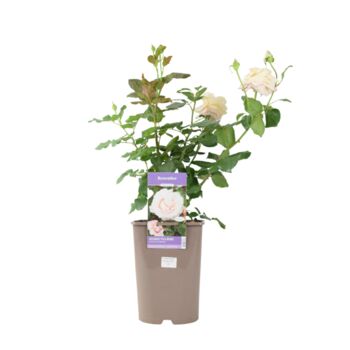 Remember Rose – Fragrant Hybrid Tea Rose In5.5 L Pot, 3 of 5